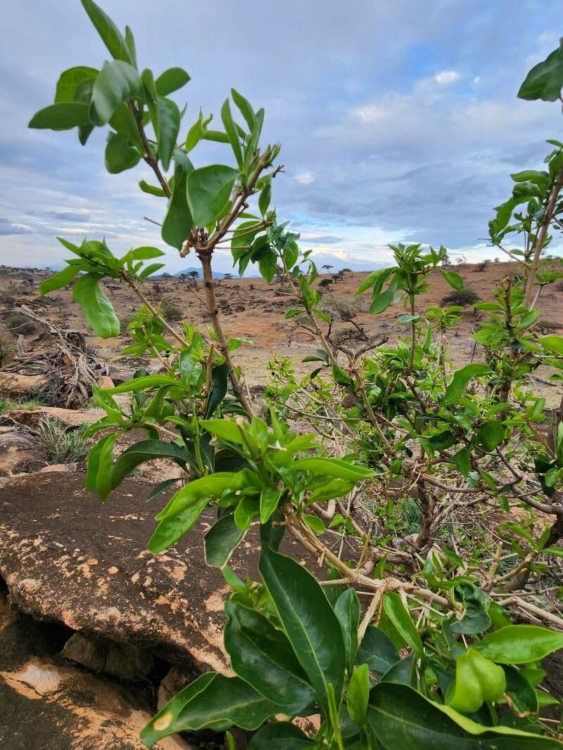 Coptosperma graveolens 11