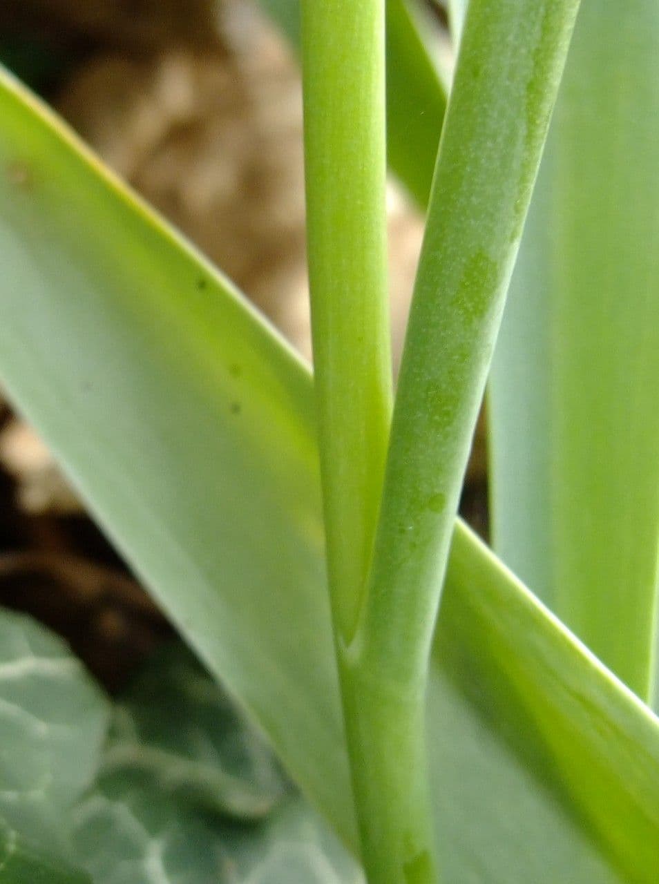 Tulipano selvatico 25