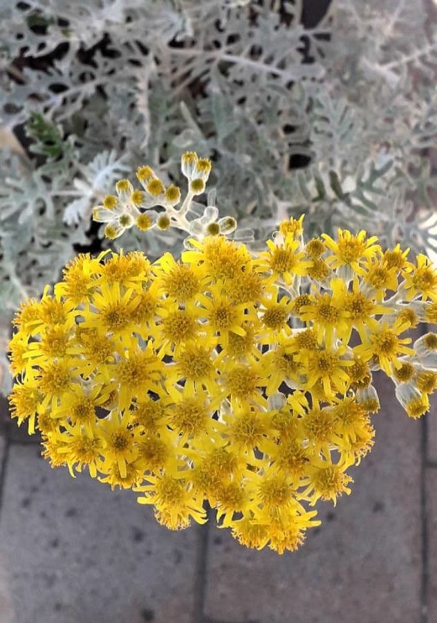 Cineraria 6