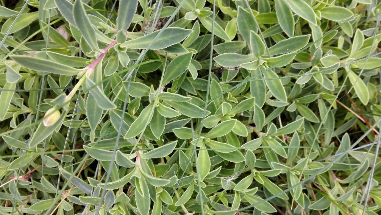 Silene a un fiore 13