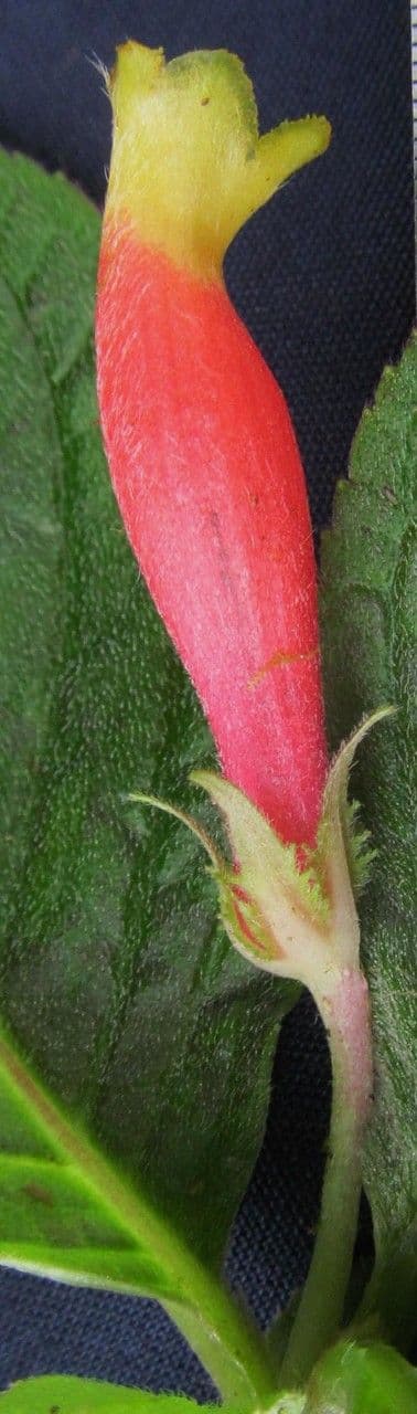 Columnea 2