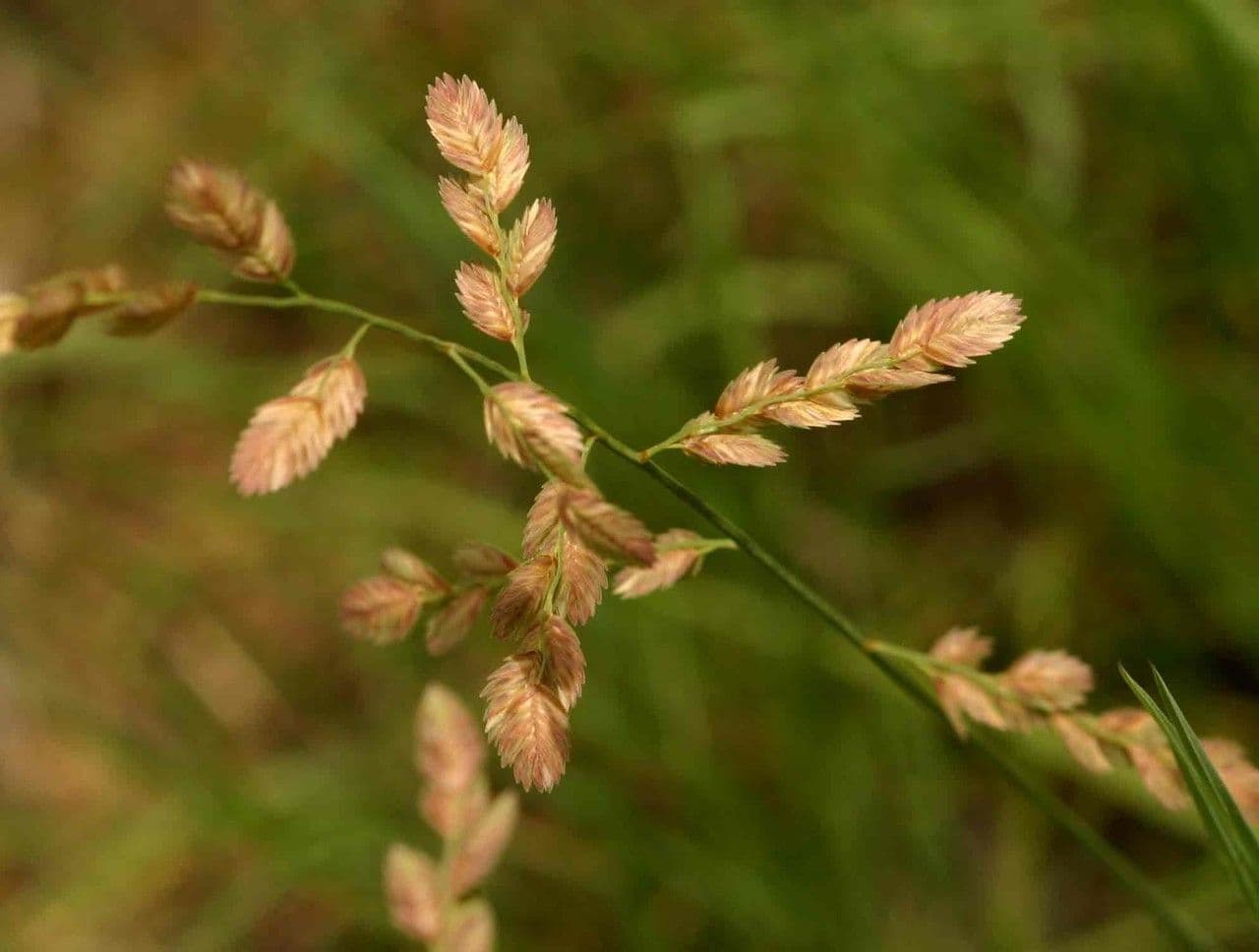 Schöngras