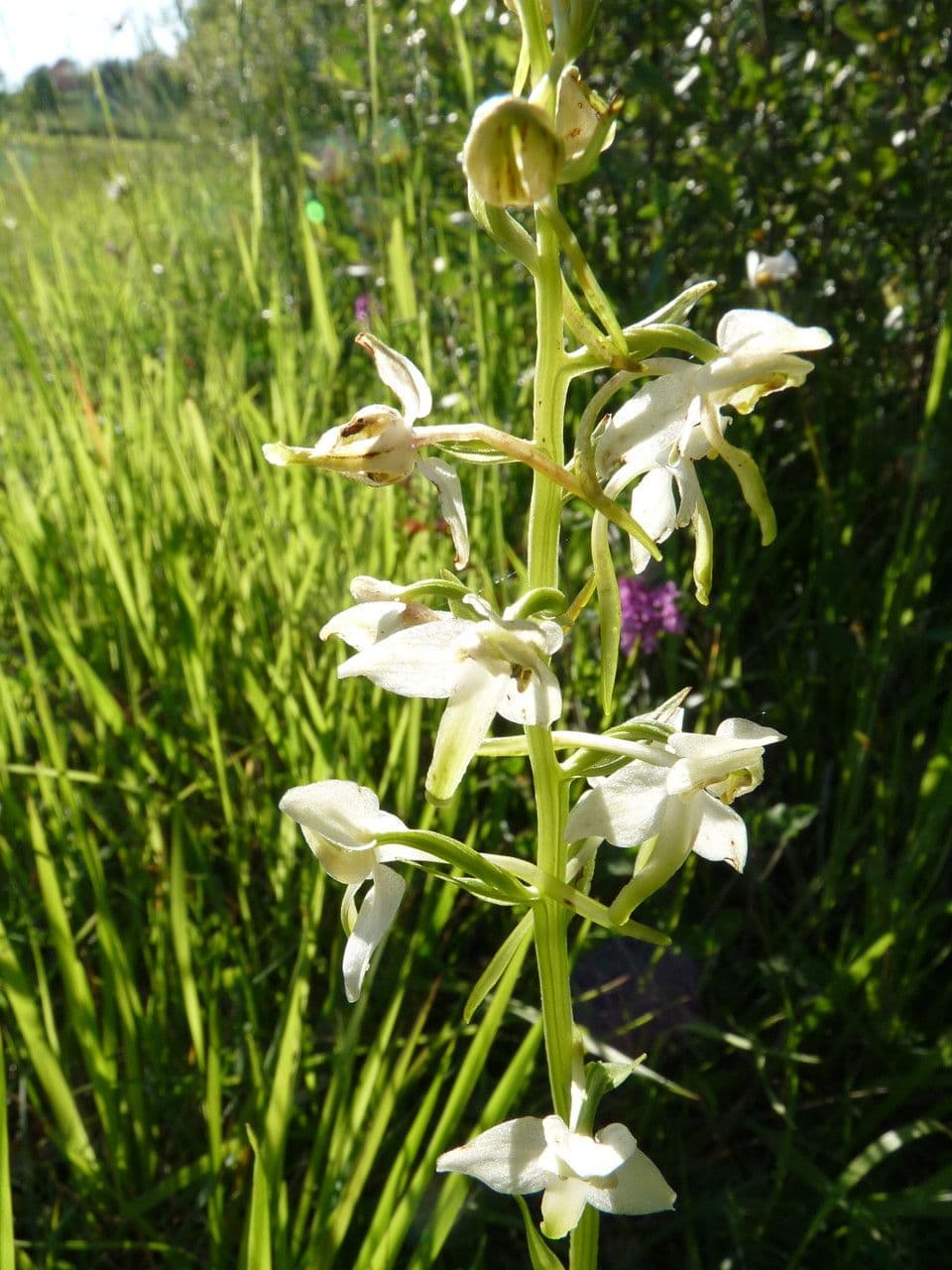 Platantera verdastra 14