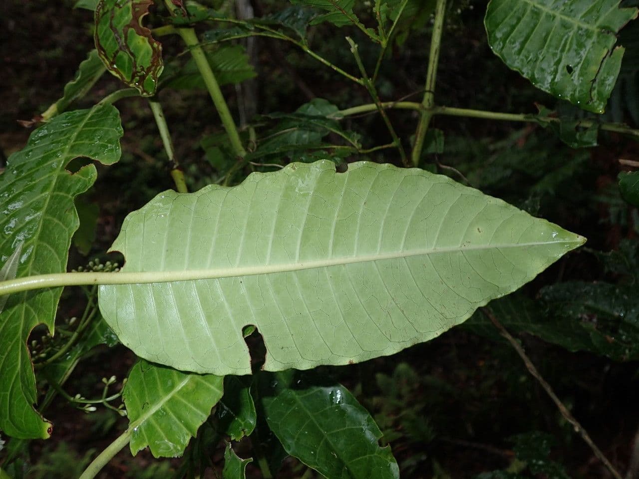 Psychotria 13