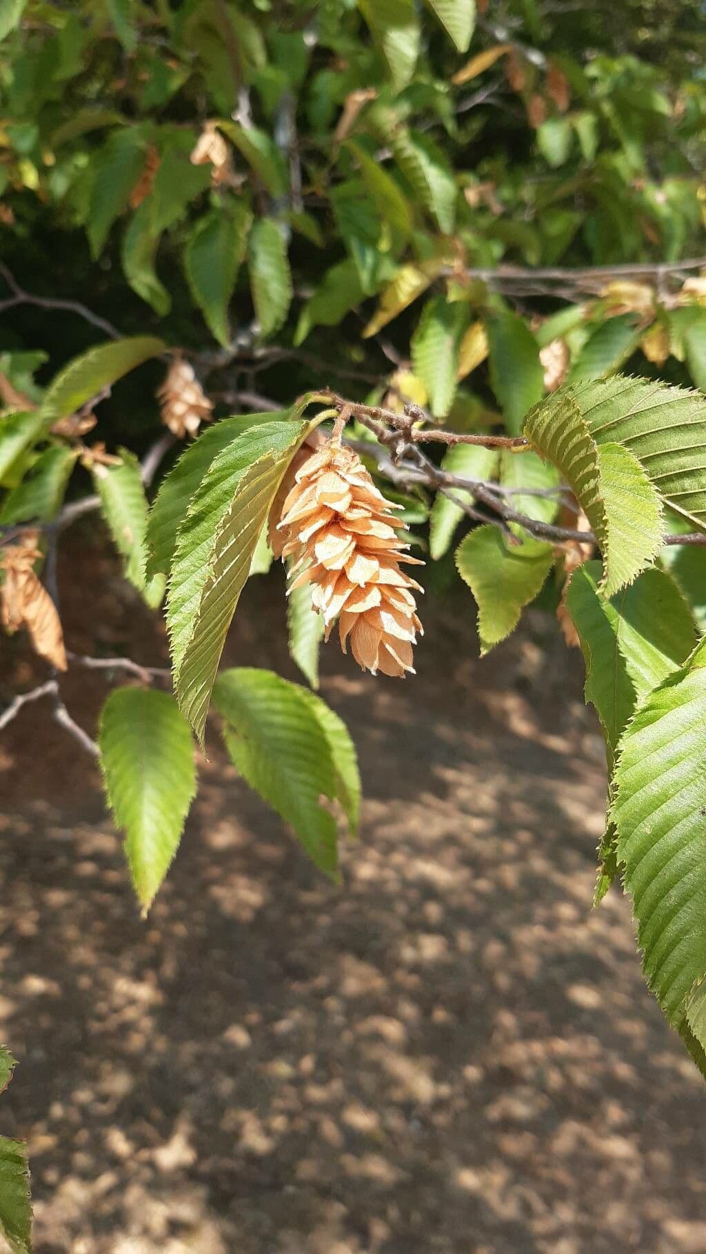 Carpinus japonica 7