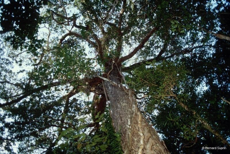 Manilkara 9