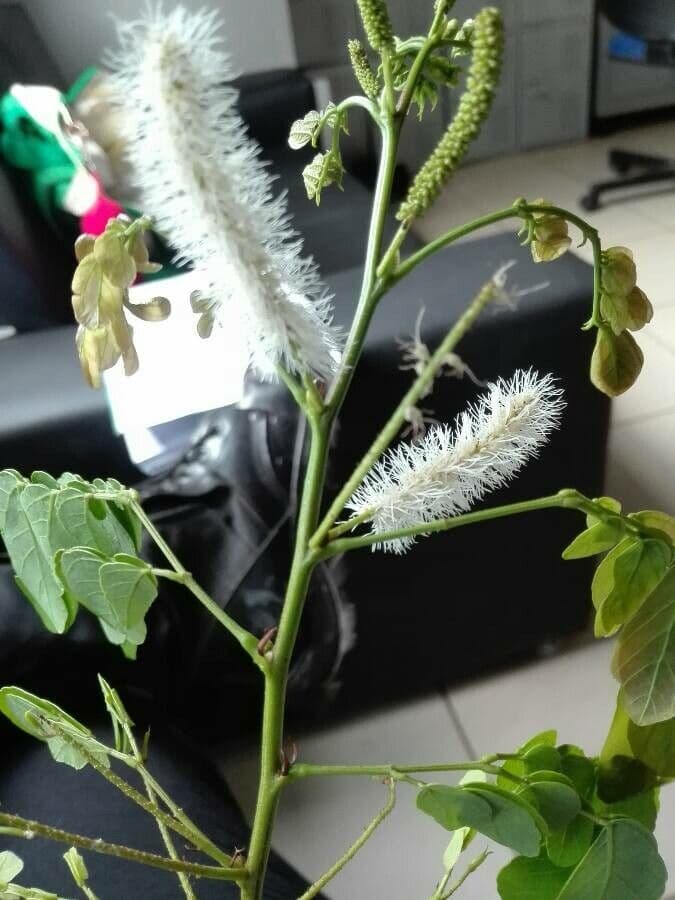 Caesalpinienblättrige Mimose 11