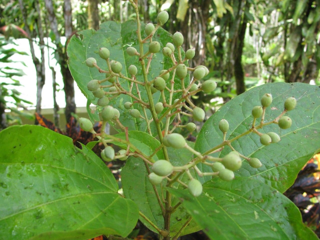 Lindens Pleuranthodendron 12