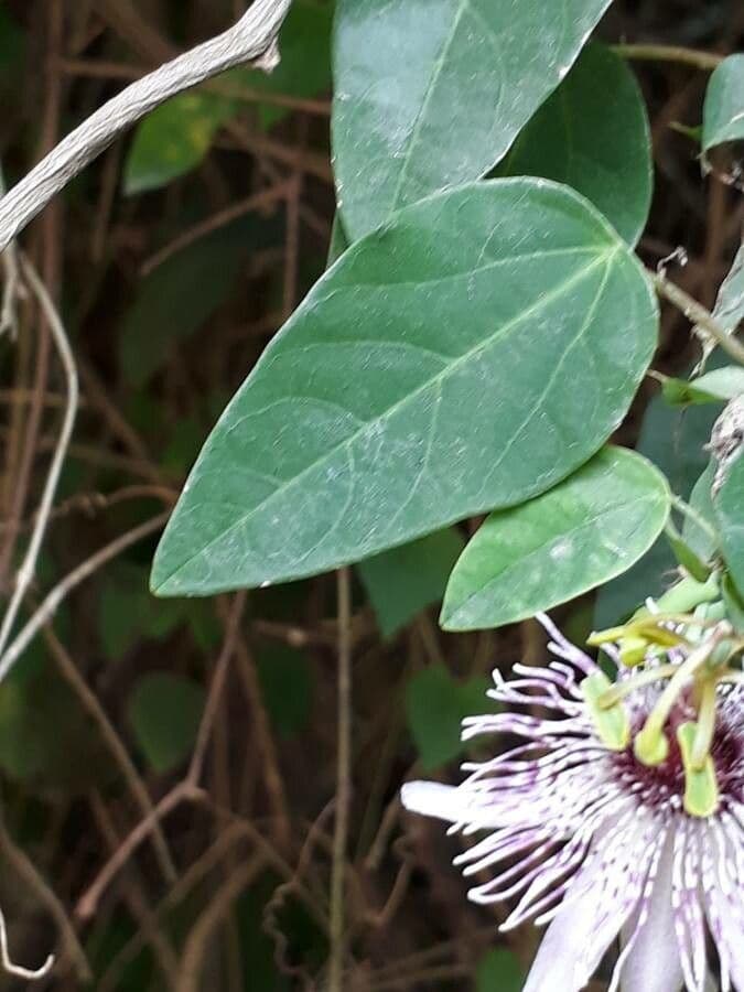 Fiore della passione 3