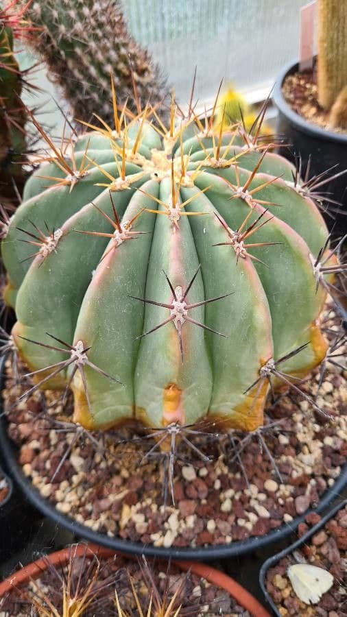 Cactus