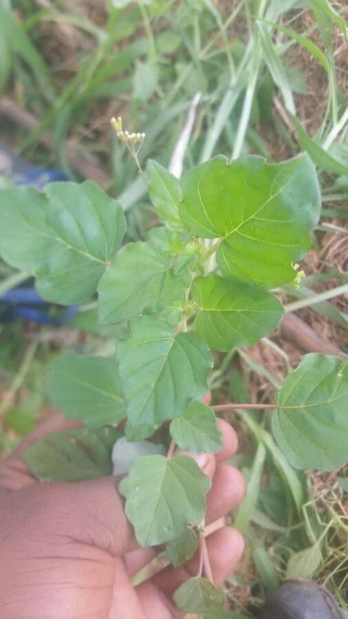 Boerhavia erecta 17