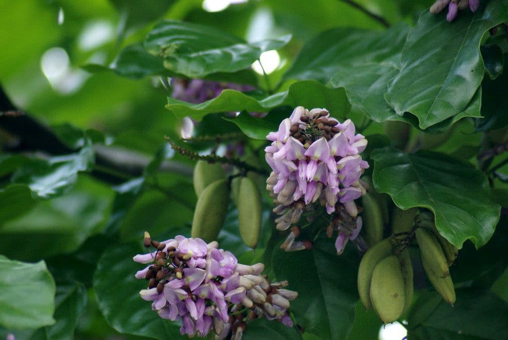 Pongamia 29
