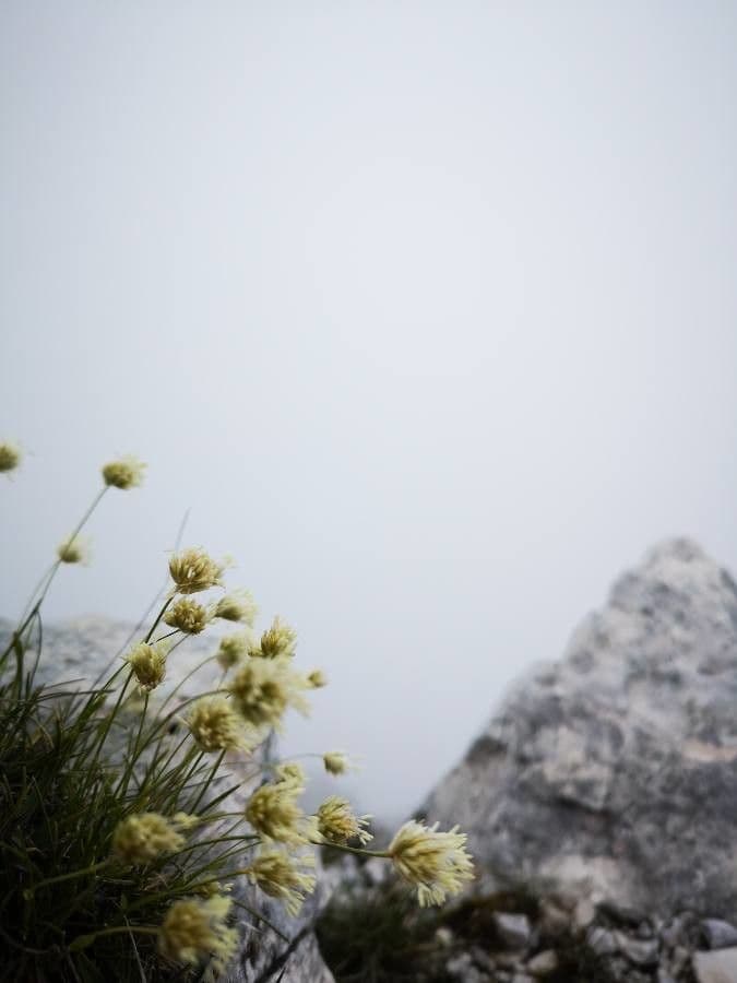 Sesleria 4