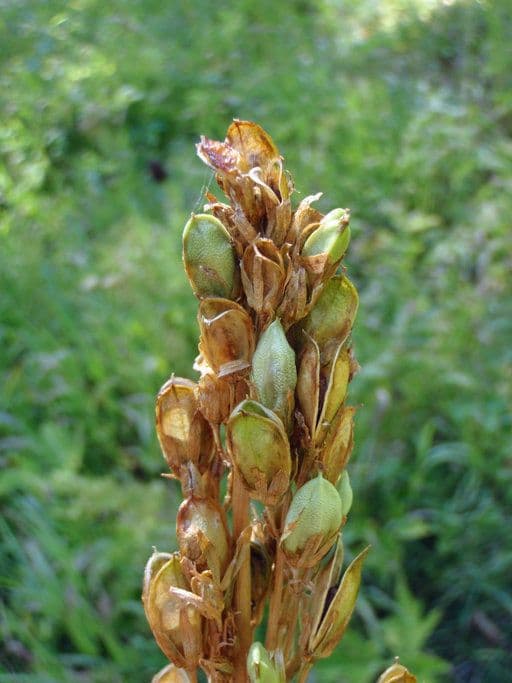 Sidalcea Cusicka 8