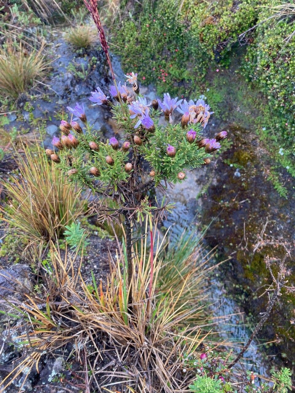 Diplostephium 6