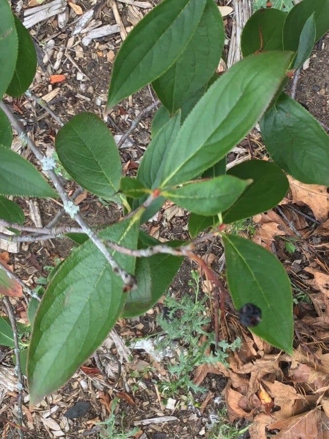 Aronia nera 14