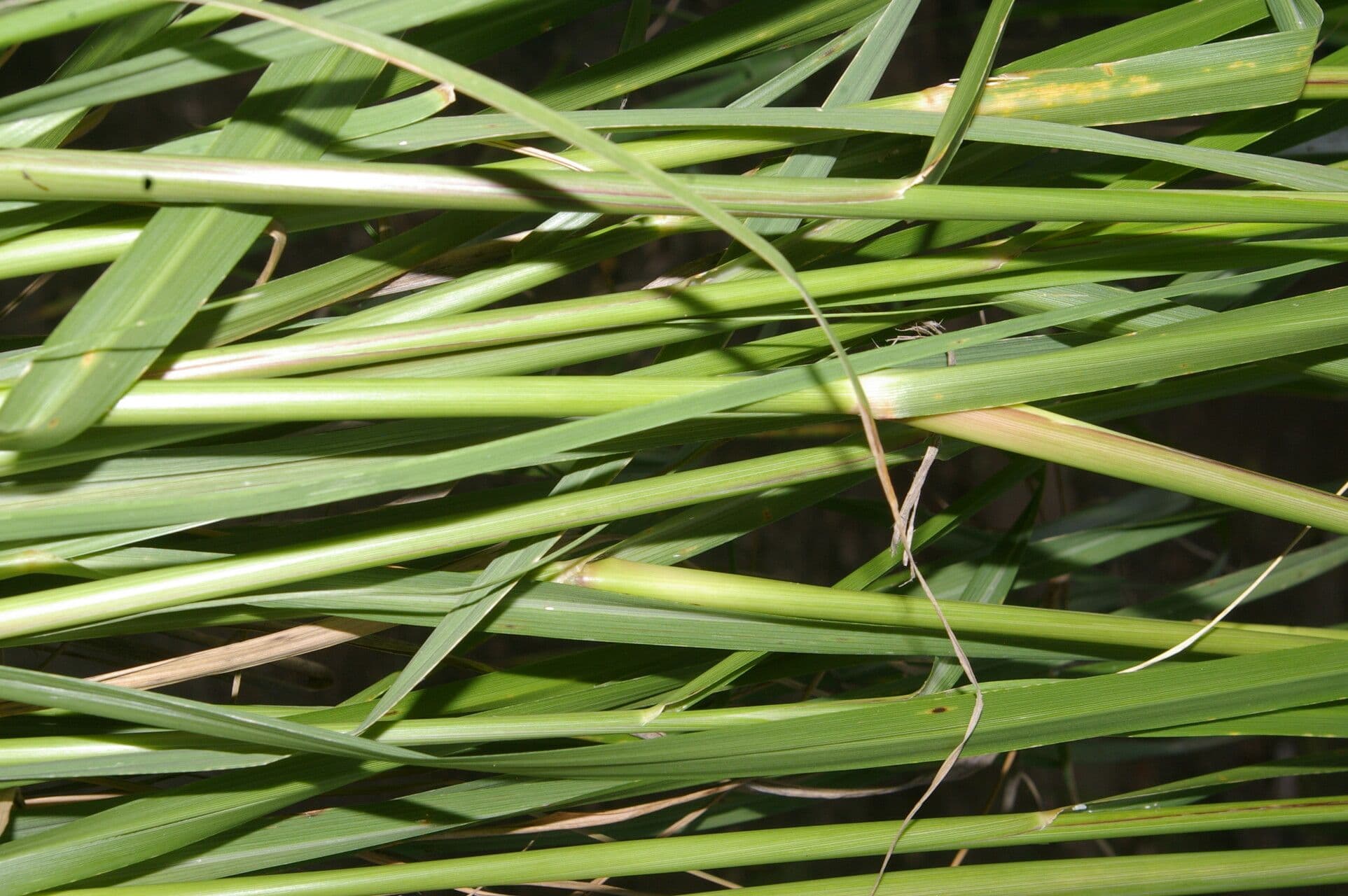 Eragrostis prolifera 8