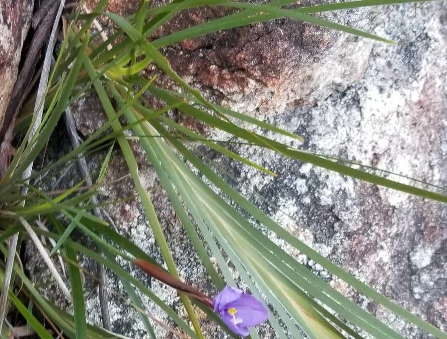 Patersonia 8