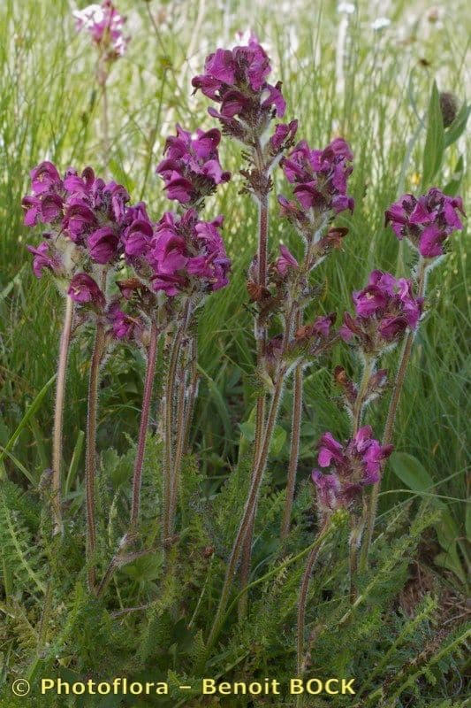 Pedicularis cenisia 15