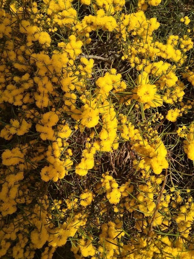 Acacia 2