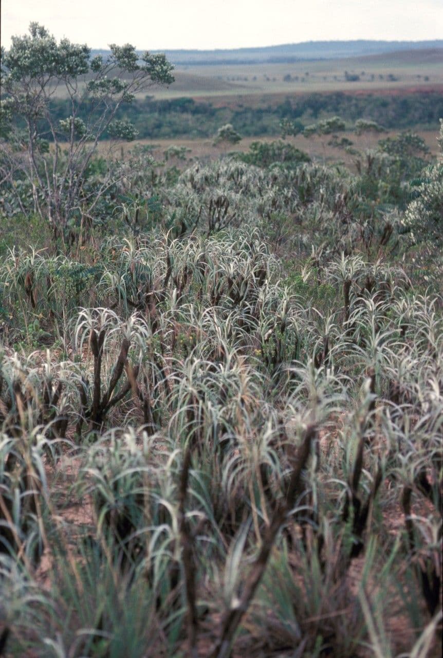 Vellozia