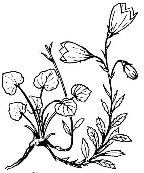 Zwerg-Glockenblume 28