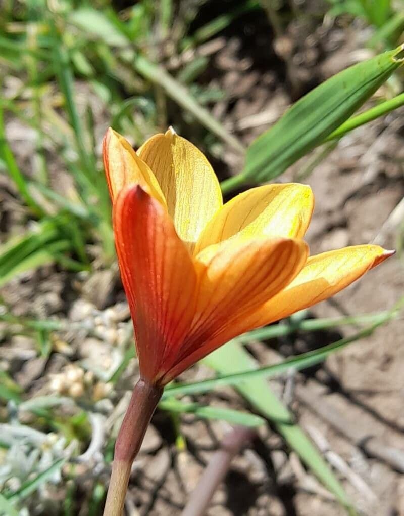 Zephyranthes 3