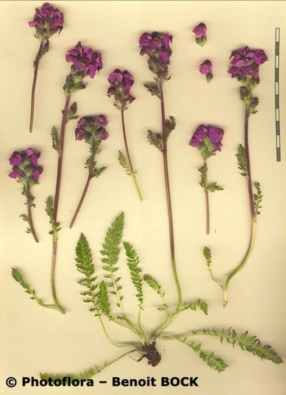 Pedicularis cenisia 18