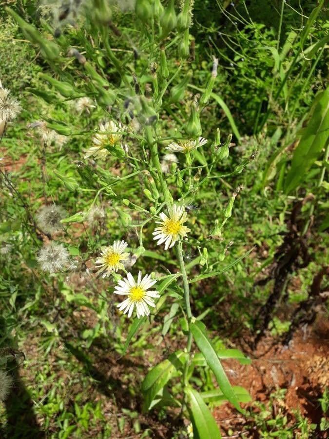 Lactuca indica 2