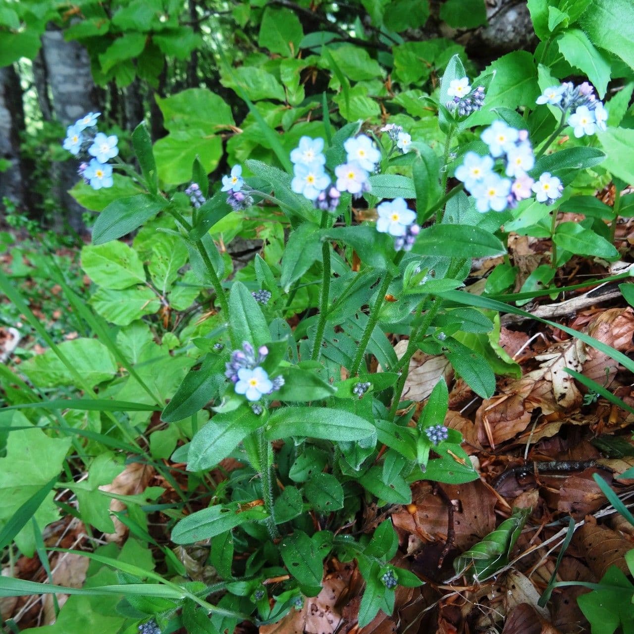 Myosotis décombant 12