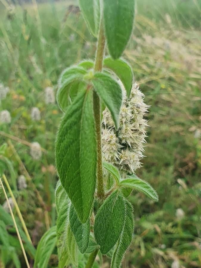 Cyathula 12
