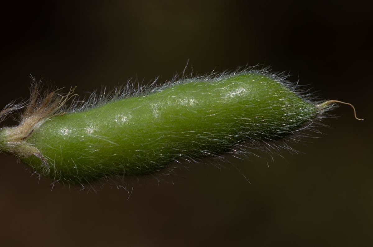 Schmalblättrige Lupine 23