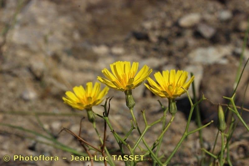 Lattuga lanosa 21