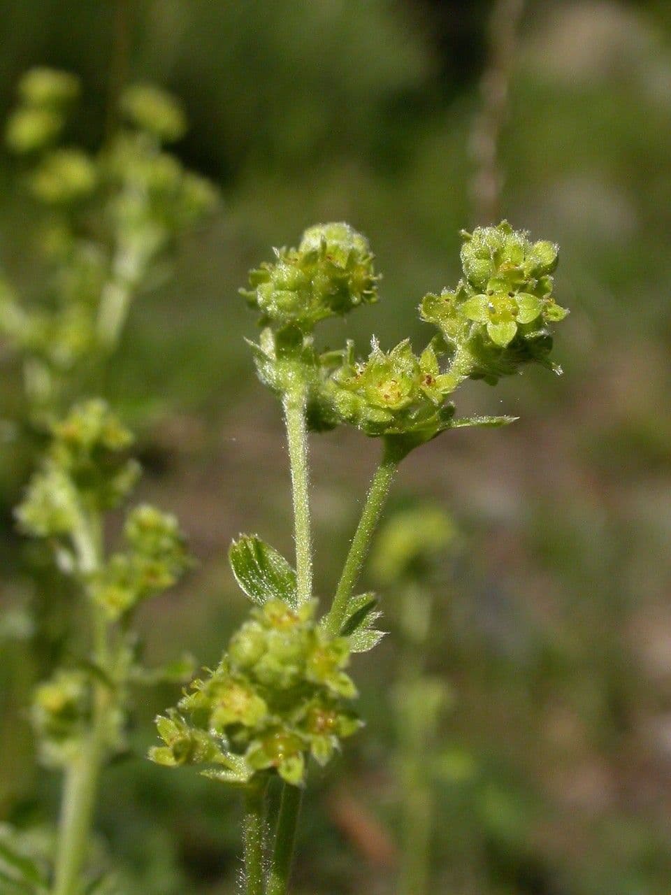 Alchemilla saxatilis 2