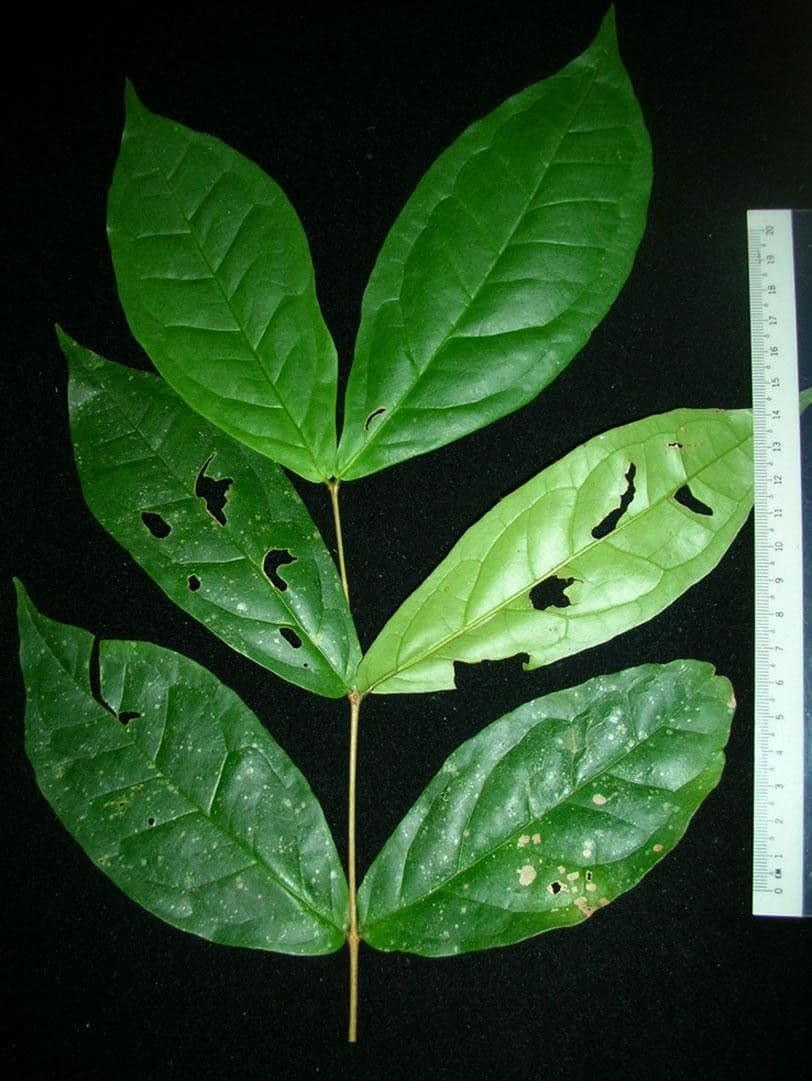 Eugenia 19