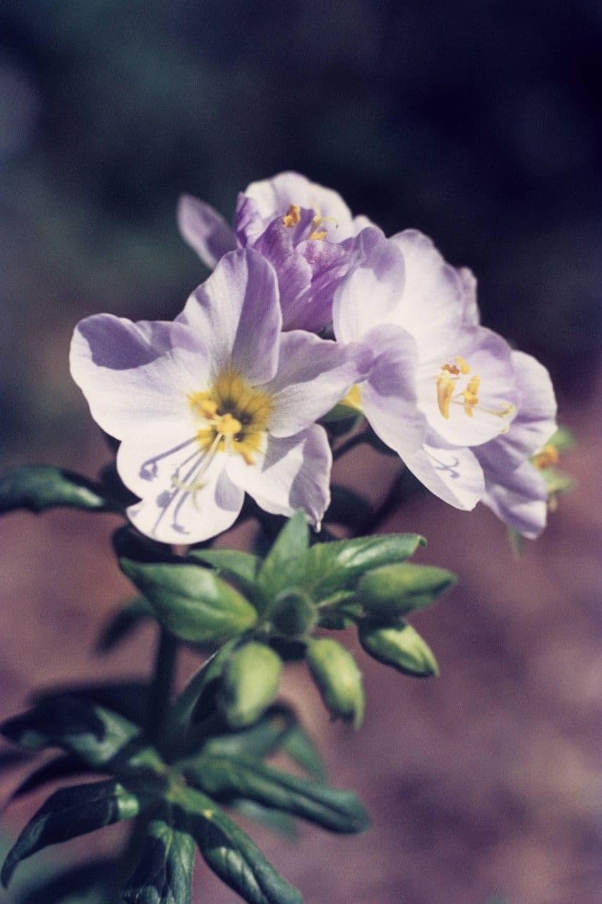 Polemonium