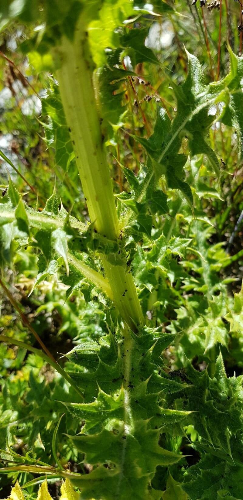 Cardo spinosissimo 25