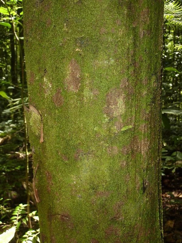 Eschweilera 6