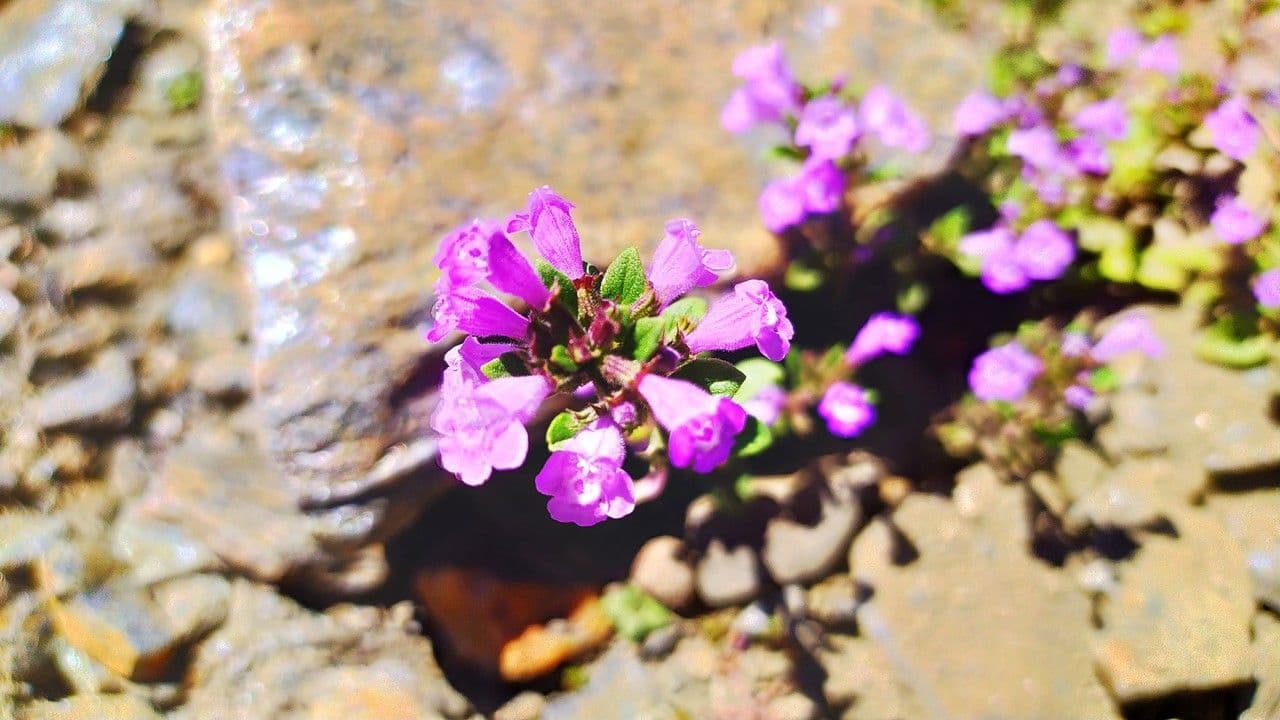 Calaminta alpina 8