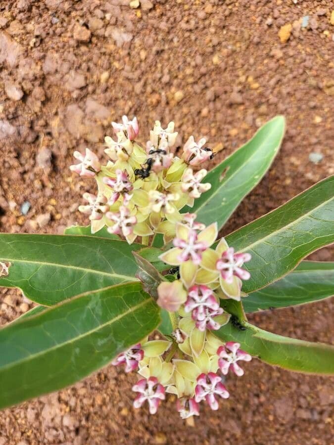 Asclepias viridis 10