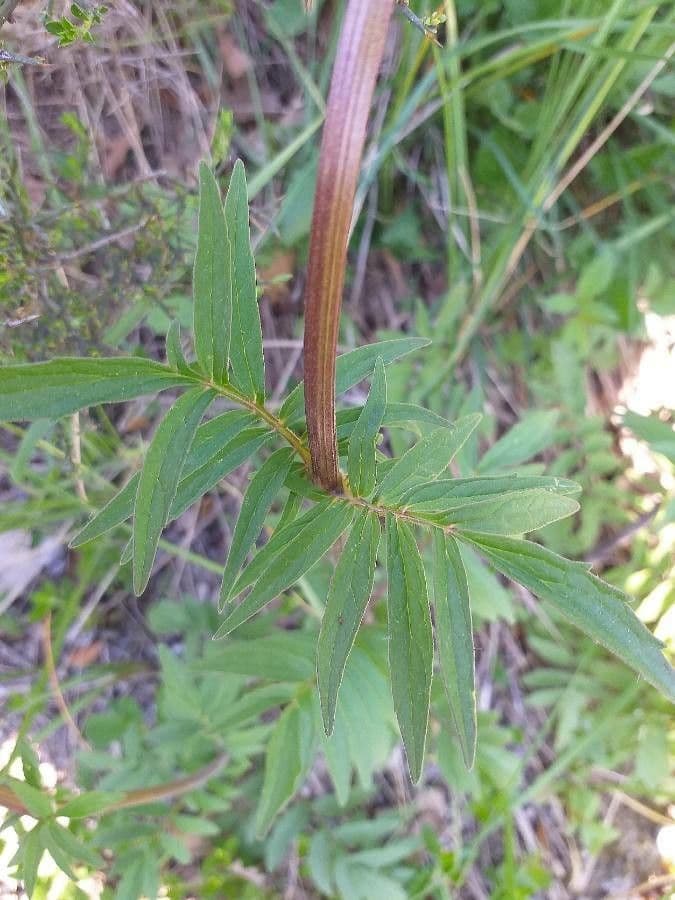 Valeriana tuberosa 19