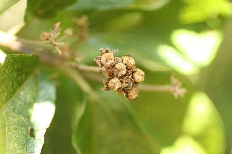 Dombeya 3