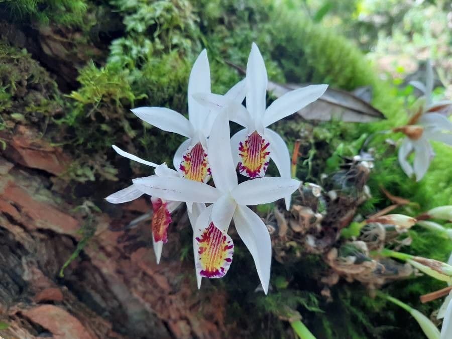 Spotted Pleione