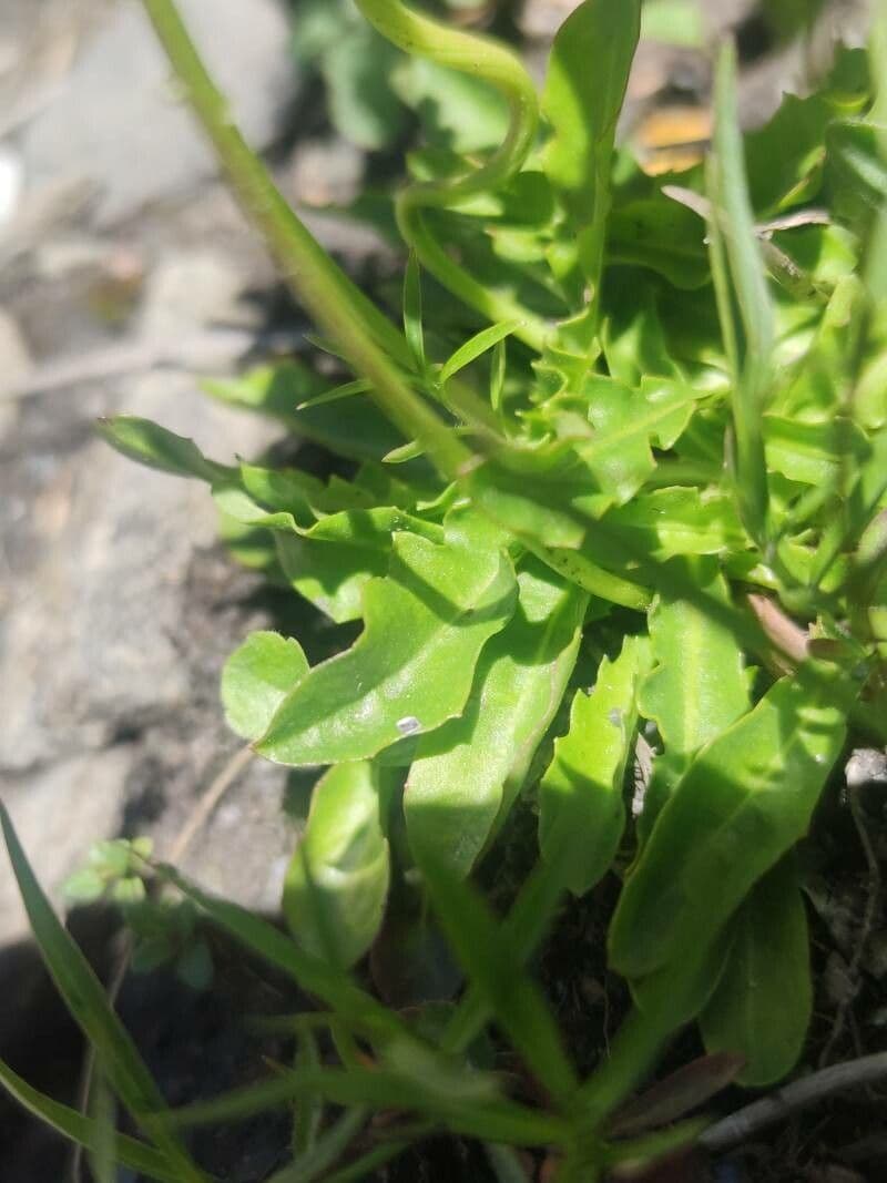 Crepis aurea 12