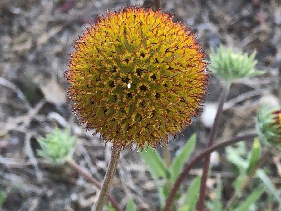 Gaillardia aristata 2
