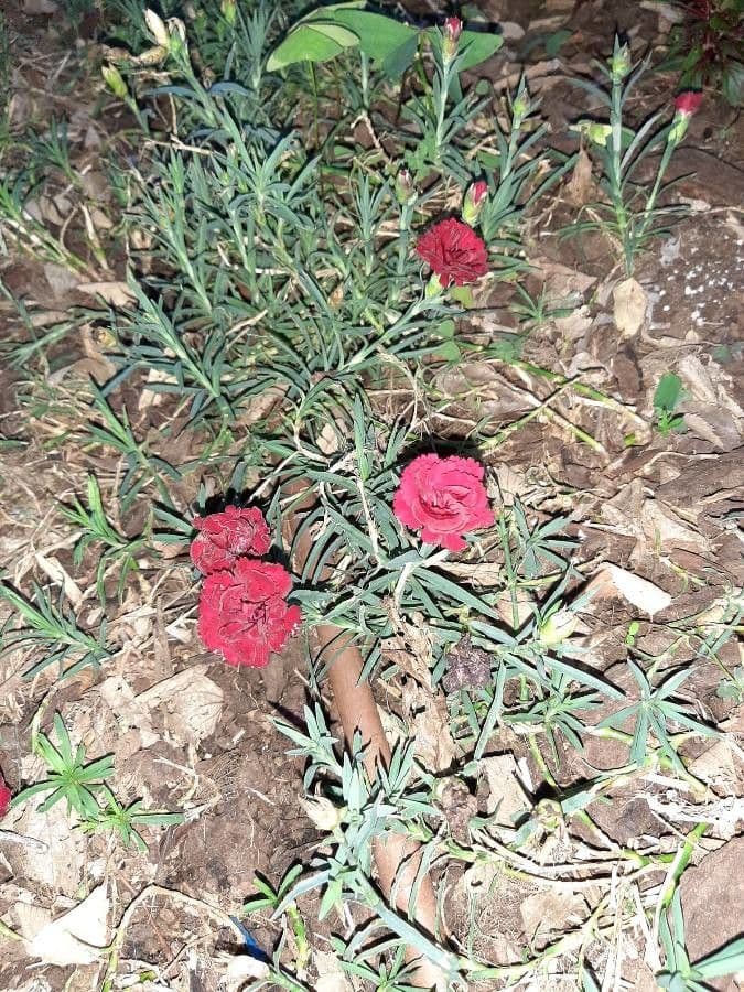 Clavel 14