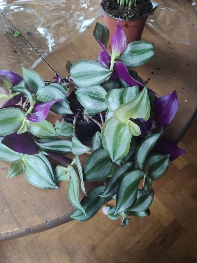 Tradescantia 4