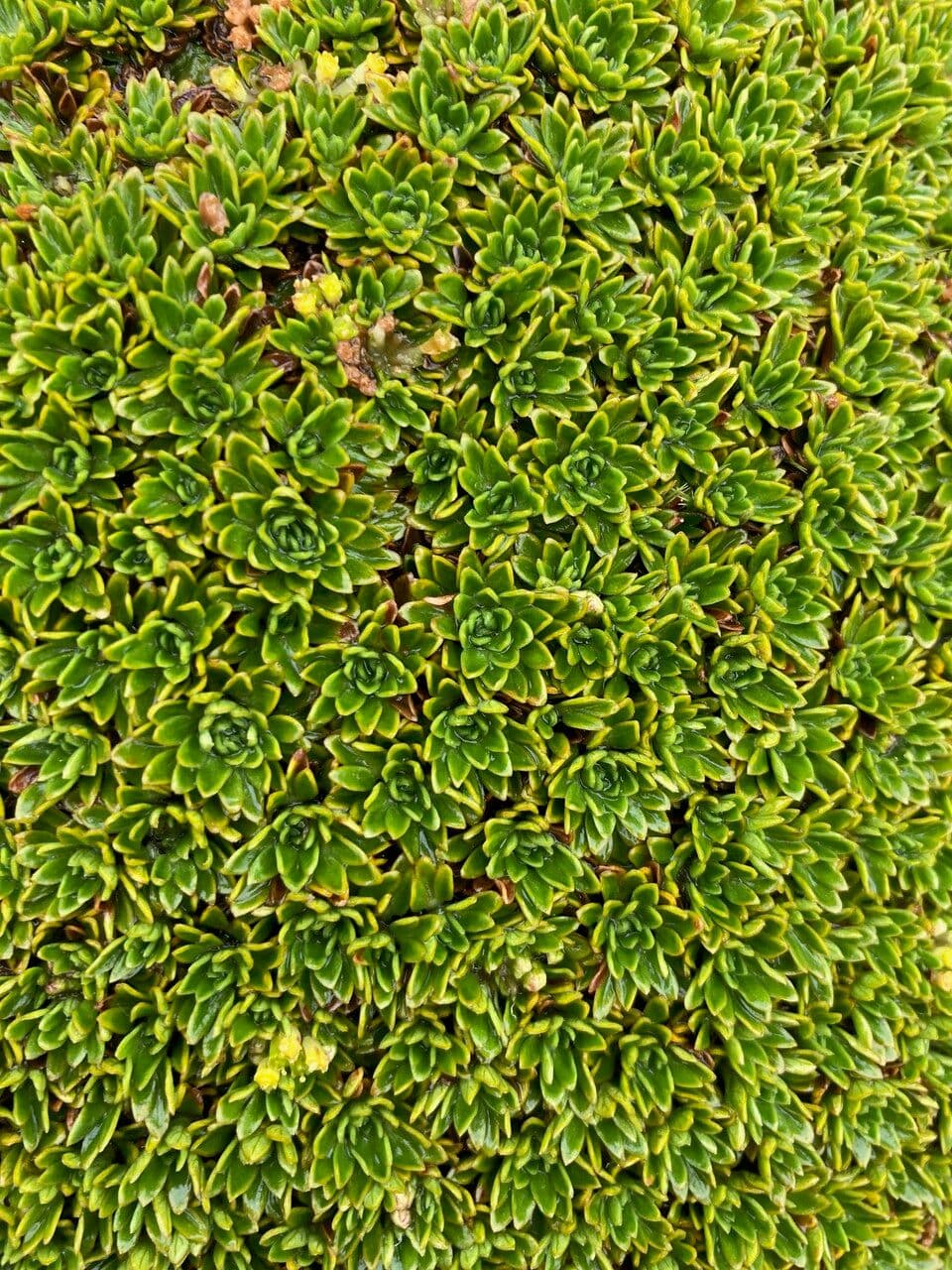 Azorella 17