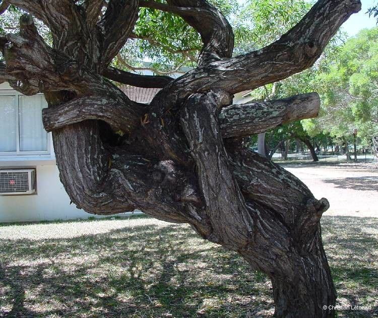 Acacia 25