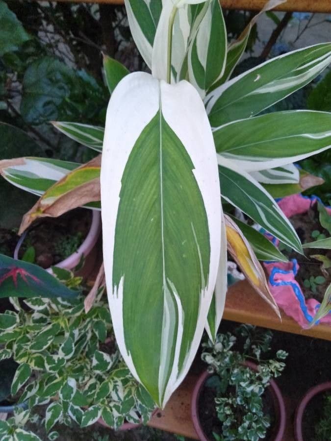 Maranta 18